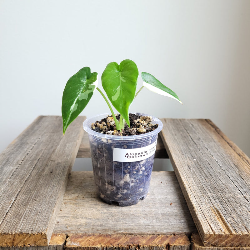 Alocasia odora 'Okinawa Silver' #5005