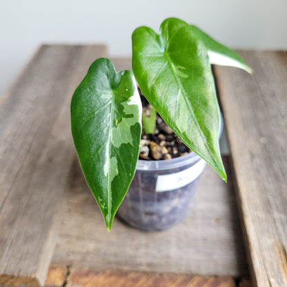 Alocasia odora 'Okinawa Silver' #5005