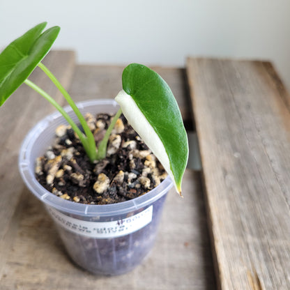 Alocasia odora 'Okinawa Silver' #5005