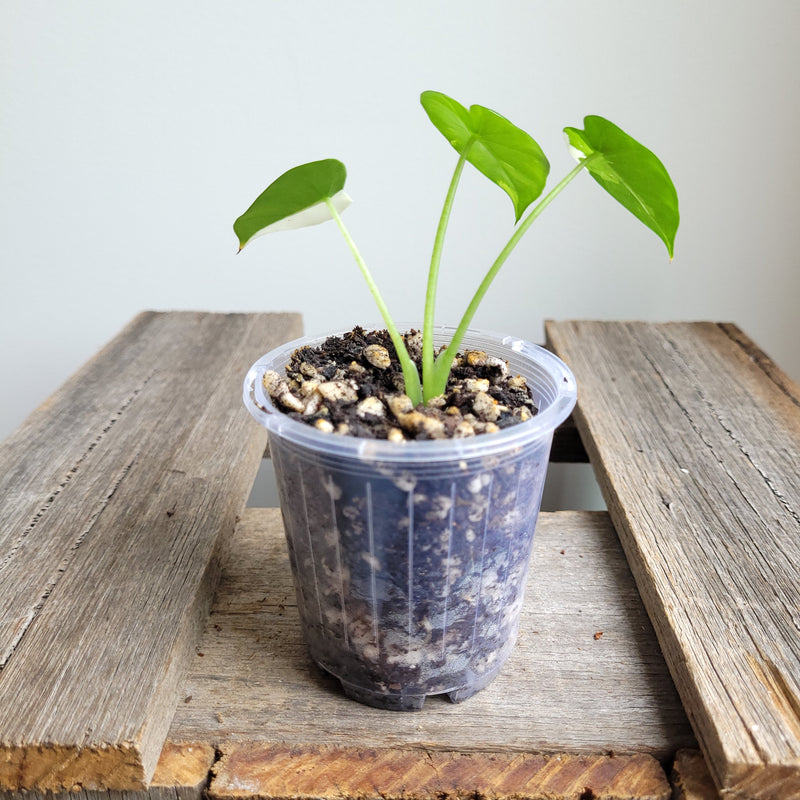 Alocasia odora 'Okinawa Silver' #5005