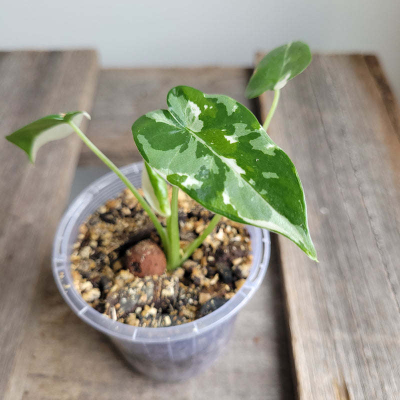 Alocasia odora 'Okinawa Silver' #2405