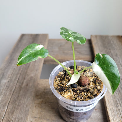 Alocasia odora 'Okinawa Silver' #2405