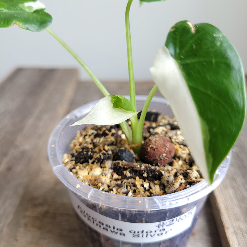 Alocasia odora 'Okinawa Silver' #2405