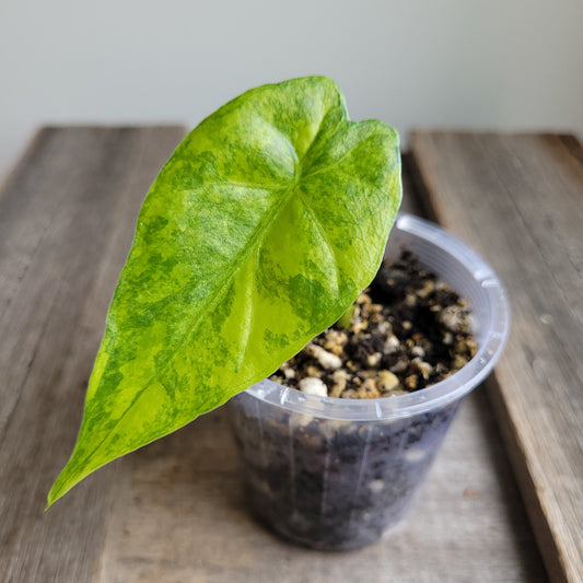 Alocasia gageana 'Aurea' #2407