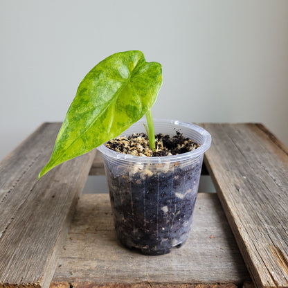 Alocasia gageana 'Aurea' #2407