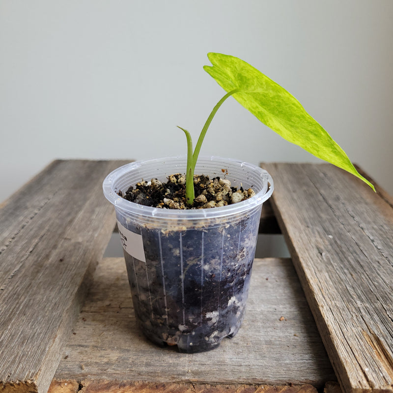 Alocasia gageana 'Aurea' #2407