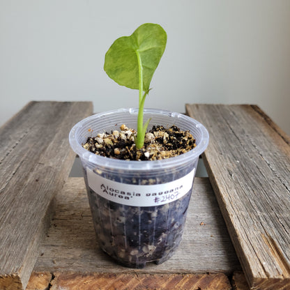 Alocasia gageana 'Aurea' #2407