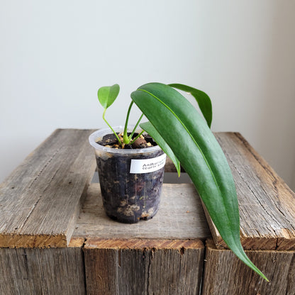 Anthurium wendlingeri (Curly Spadix) #6007