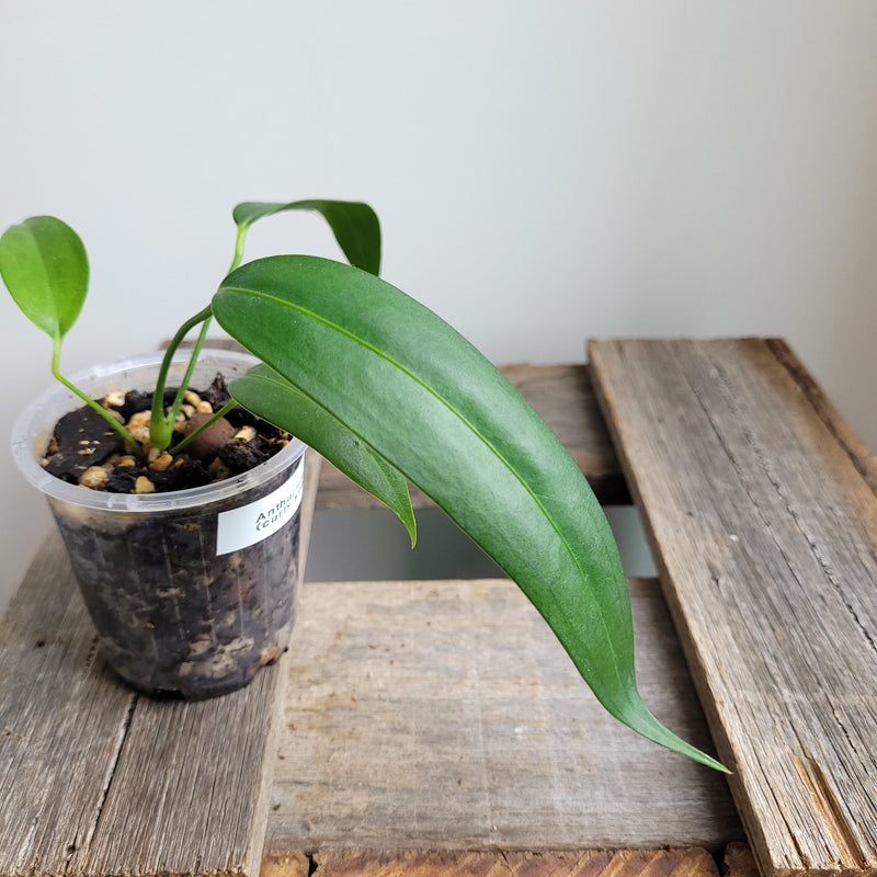 Anthurium wendlingeri (Curly Spadix) #6007