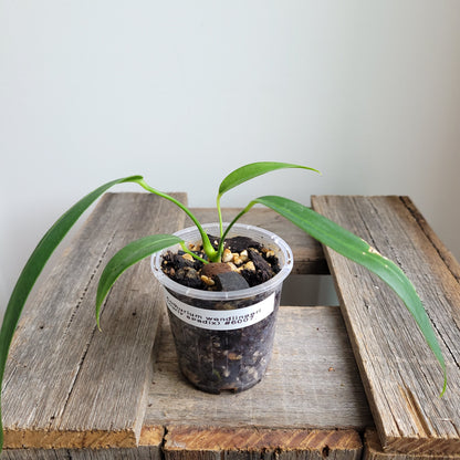 Anthurium wendlingeri (Curly Spadix) #6007