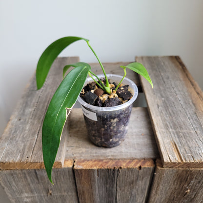 Anthurium wendlingeri (Curly Spadix) #6007