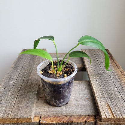 Anthurium wendlingeri (Curly Spadix) #6007