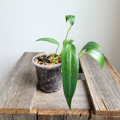 Anthurium wendlingeri (Curly Spadix) #6010