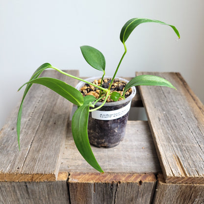 Anthurium wendlingeri (Curly Spadix) #6010