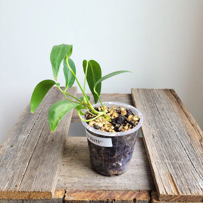 Anthurium wendlingeri (Curly Spadix) #6010