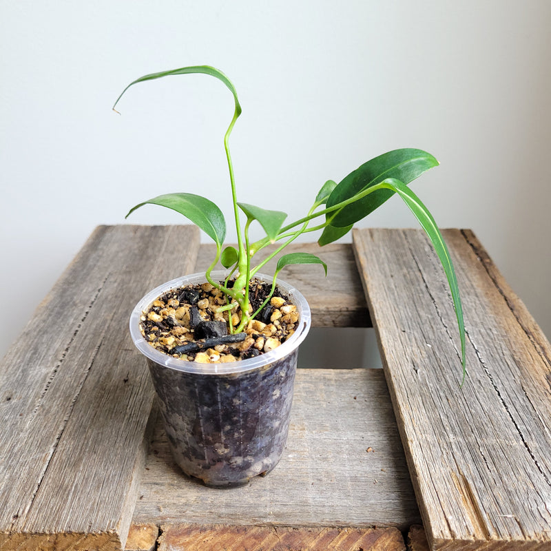 Anthurium wendlingeri (Curly Spadix) #6010