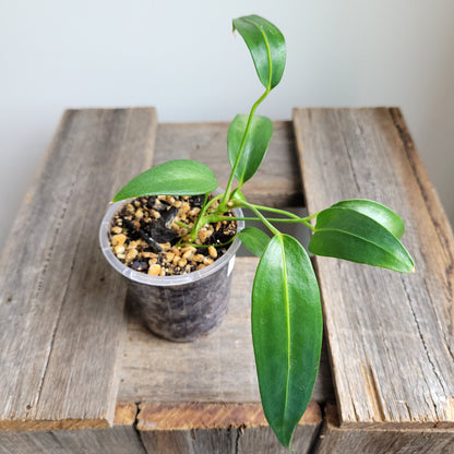 Anthurium wendlingeri (Curly Spadix) #6010