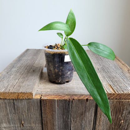 Anthurium wendlingeri (Curly Spadix) #6008