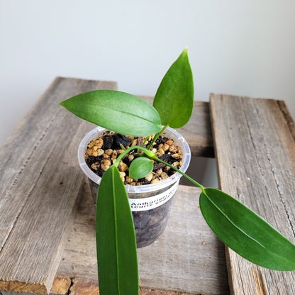 Anthurium wendlingeri (Curly Spadix) #6008