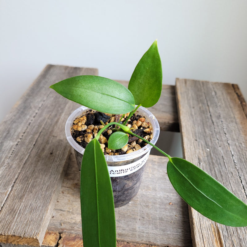 Anthurium wendlingeri (Curly Spadix) #6008