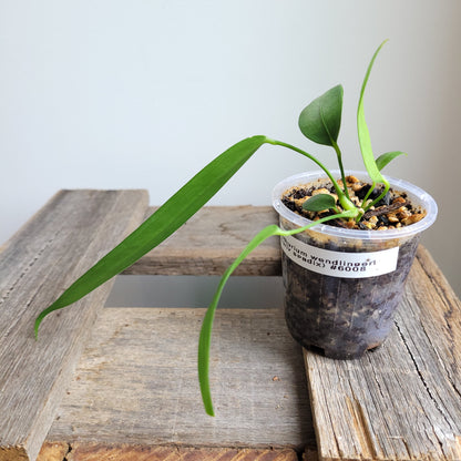 Anthurium wendlingeri (Curly Spadix) #6008