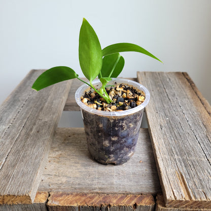 Anthurium wendlingeri (Curly Spadix) #6008