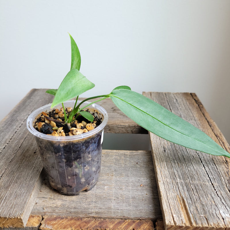 Anthurium wendlingeri (Curly Spadix) #6008