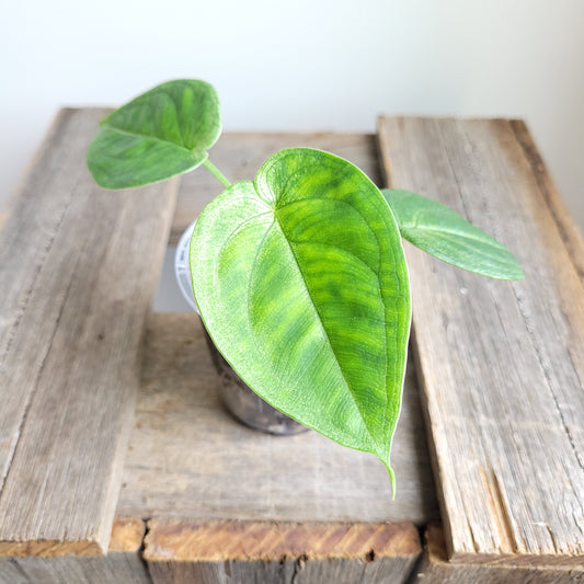 Syngonium macrophyllum 'Frosted Heart' #6003