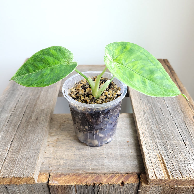 Syngonium macrophyllum 'Frosted Heart' #6003