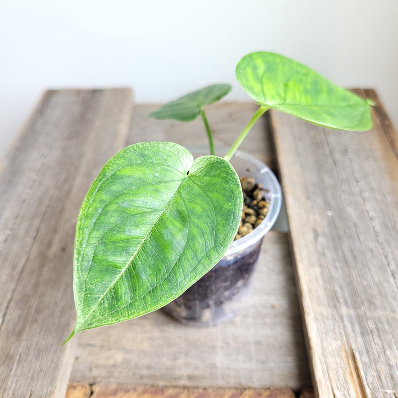 Syngonium macrophyllum 'Frosted Heart' #6003