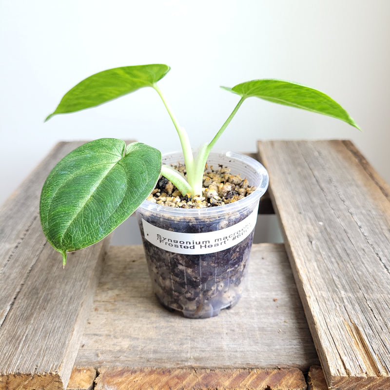 Syngonium macrophyllum 'Frosted Heart' #6003