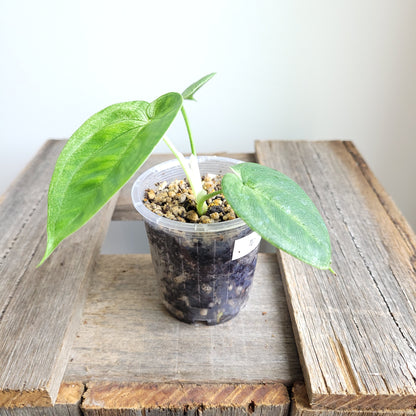 Syngonium macrophyllum 'Frosted Heart' #6003