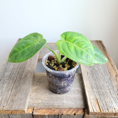 Syngonium macrophyllum 'Frosted Heart' #6002