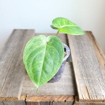 Syngonium macrophyllum 'Frosted Heart' #6002