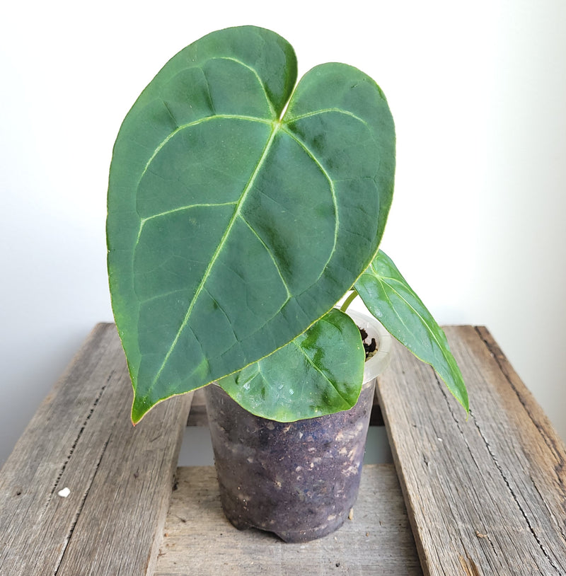 Anthurium velvet leaf NOID #1248