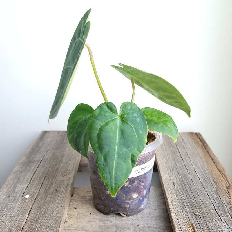 Anthurium velvet leaf NOID #1248