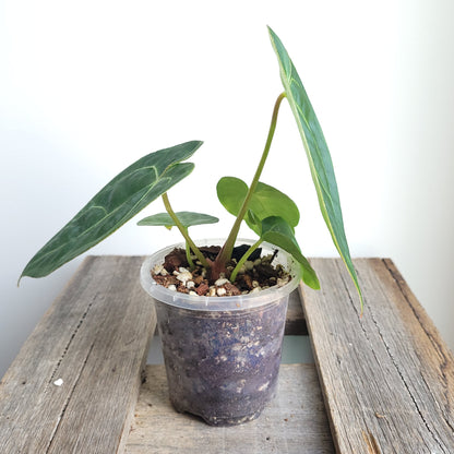 Anthurium velvet leaf NOID #1248