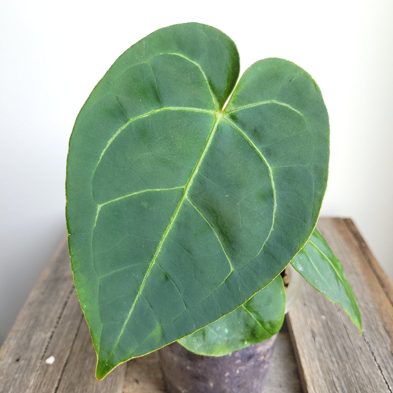 Anthurium velvet leaf NOID #1248