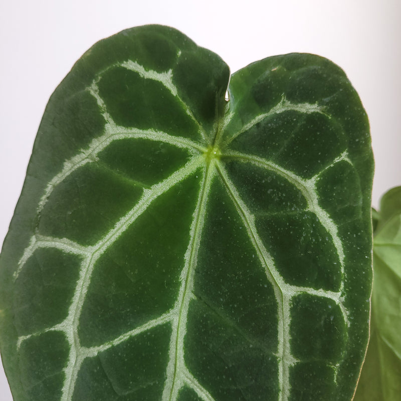 Anthurium (hoffmanii x) X (forgetii x) #7503