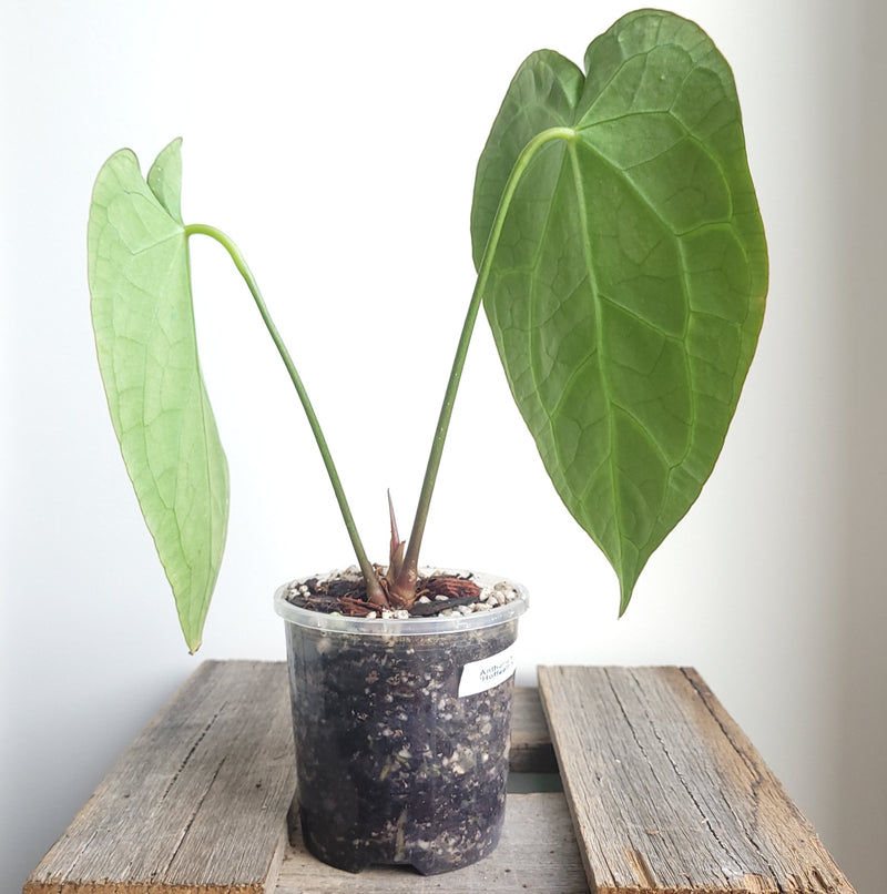 Anthurium (hoffmanii x) X (forgetii x) #7503