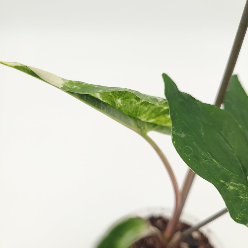 Syngonium podophyllum 'Fantasy' (albo) #7201