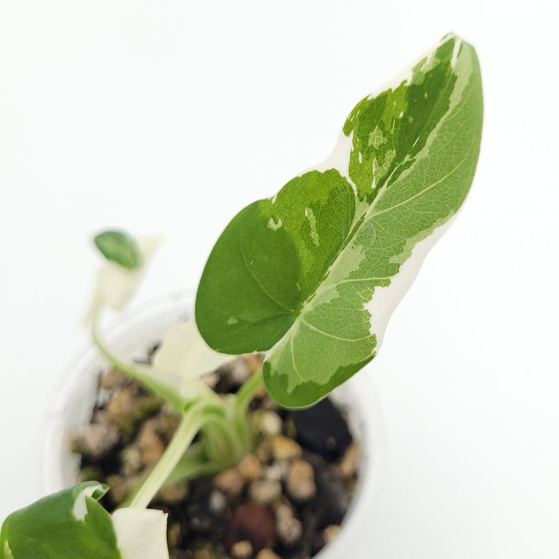 Alocasia odora 'Okinawa Silver' #2403