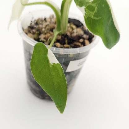 Alocasia odora 'Okinawa Silver' #2403