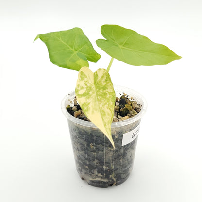 Alocasia gageana 'Aurea' #7073