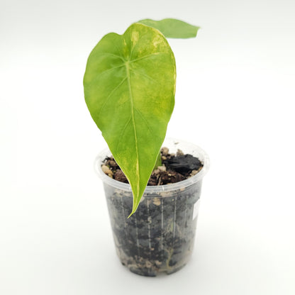 Alocasia gageana 'Aurea' #7074