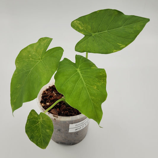 Alocasia gageana (aurea) #0714