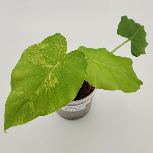 Alocasia gageana (aurea) #0715