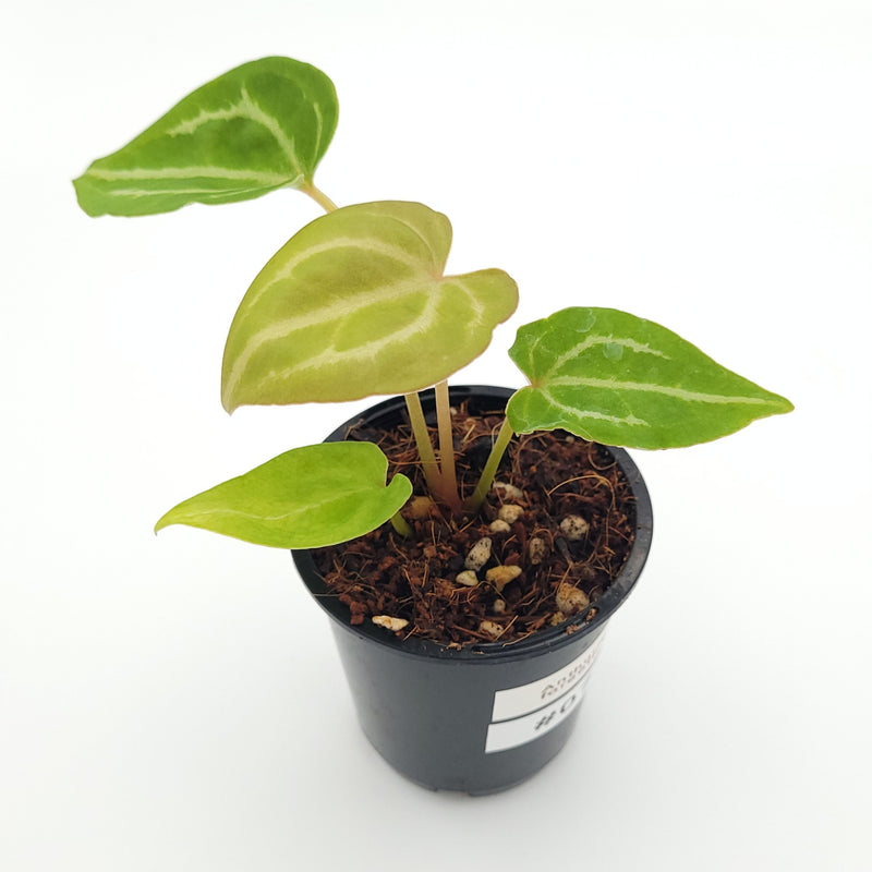 Anthurium forgetii x #0738