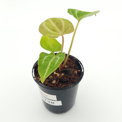 Anthurium forgetii x #0738