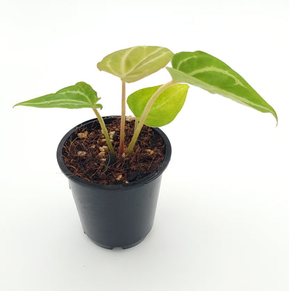 Anthurium forgetii x #0738